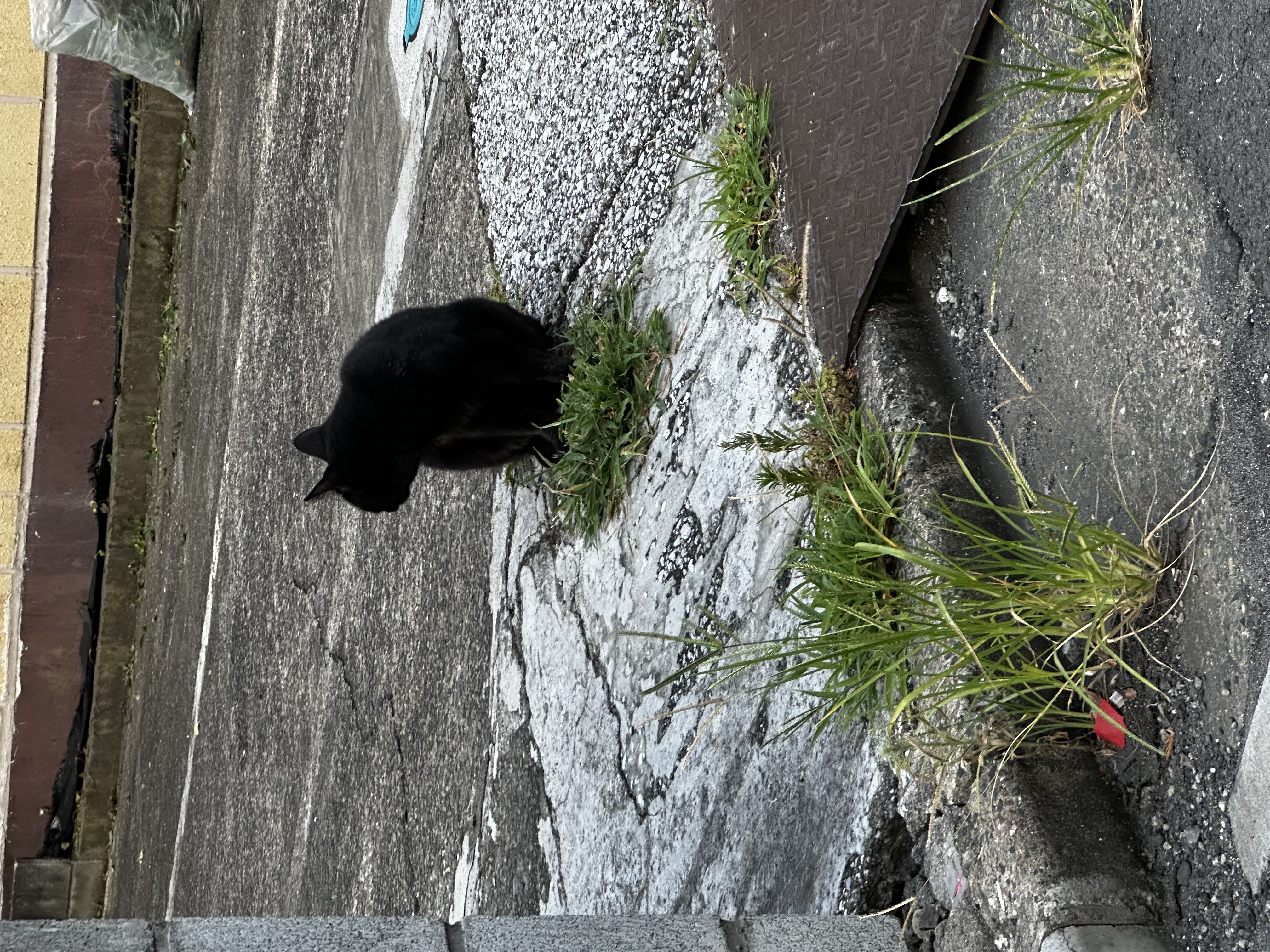けいた